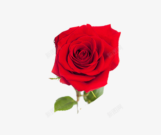 唯美精美玫瑰花png免抠素材_新图网 https://ixintu.com 唯美 情人节 树叶 玫瑰花 精美 红色 花朵