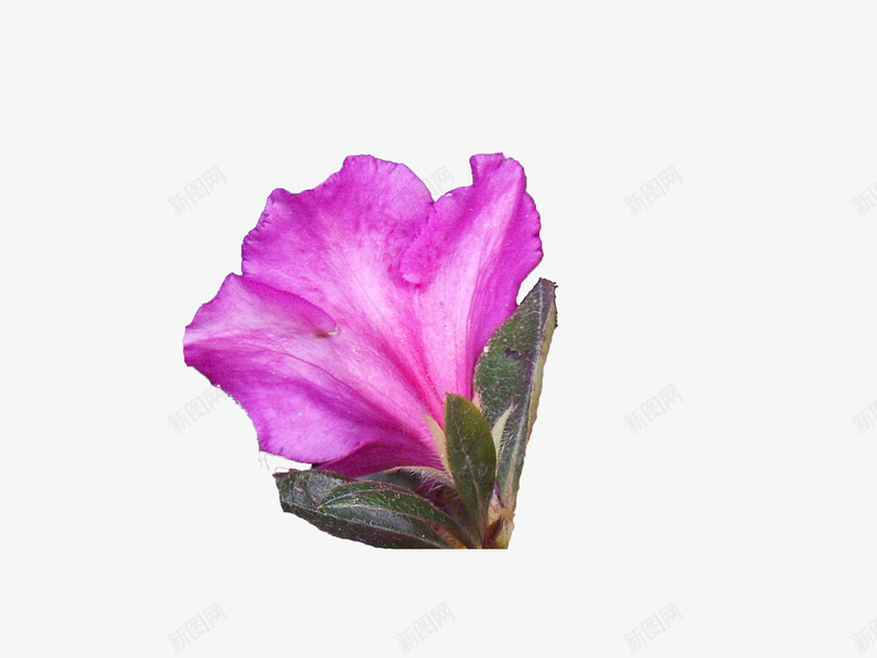 一朵绽放带叶子的紫色杜鹃花png免抠素材_新图网 https://ixintu.com 一朵花 五瓣花瓣 唯美 实物 带露水 开花 杜鹃花 杜鹃花瓣 花蕊