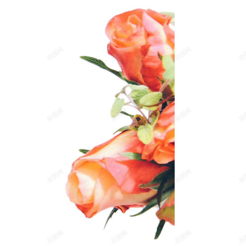 玫瑰花新鲜玫瑰花红色玫瑰花装饰psd免抠素材_新图网 https://ixintu.com 新鲜玫瑰 玫瑰花 玫瑰花装饰 花红色