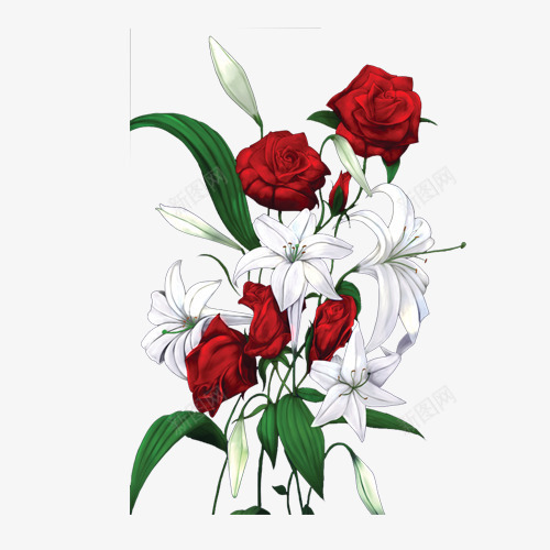 红白玫瑰花png免抠素材_新图网 https://ixintu.com 玫瑰图片 玫瑰花 白色玫瑰花 红色玫瑰花