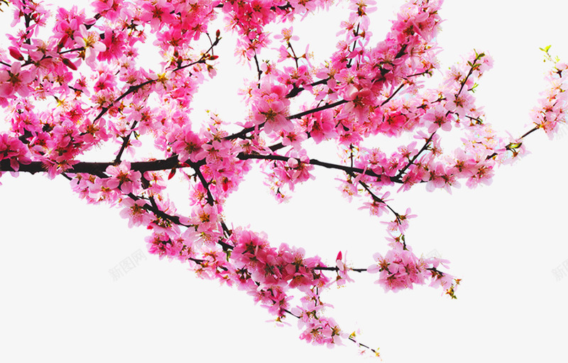 摄影玫红色花朵树枝效果png免抠素材_新图网 https://ixintu.com 摄影 效果 树枝 红色 花朵