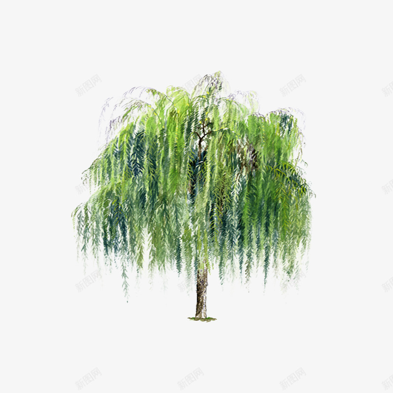 水彩手绘绿色的柳树png免抠素材_新图网 https://ixintu.com 手绘 树 水彩手绘绿色的柳树 绿色 绿色的柳树