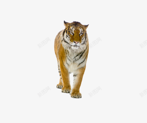 凶猛老虎png免抠素材_新图网 https://ixintu.com 凶猛 动物 实物 恐怖 老虎 黄色