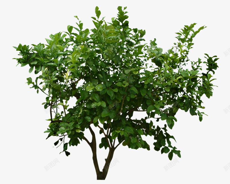 绿色植物样式宝贝背景png免抠素材_新图网 https://ixintu.com 宝贝 样式 绿色植物 背景