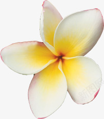 白色优雅小花花朵png免抠素材_新图网 https://ixintu.com 优雅 白色 花朵