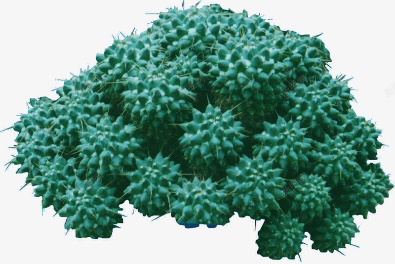 沙漠中的一丛蓝png免抠素材_新图网 https://ixintu.com 刺球 植物 球 耐旱 蓝色