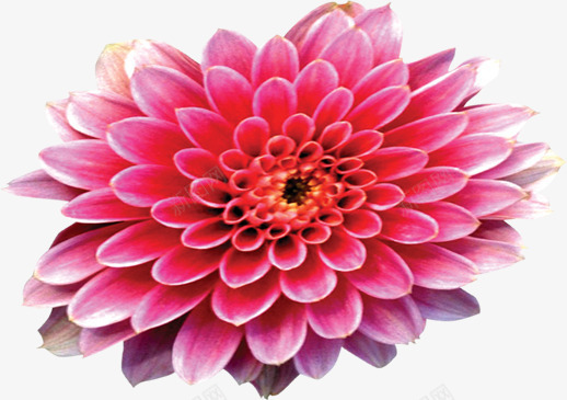 粉色可爱风光花朵png免抠素材_新图网 https://ixintu.com 可爱 粉色 花朵 风光