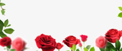 红色浪漫玫瑰花爱情素材