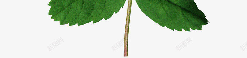 绿色树枝树叶png免抠素材_新图网 https://ixintu.com 叶子 枝叶 树叶 绿叶 绿色树叶 绿色树枝