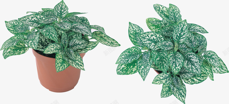 花盆与绿植png免抠素材_新图网 https://ixintu.com 叶子 手绘 绿色 花盆