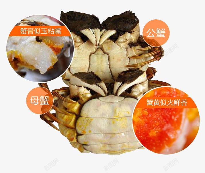 大闸蟹详图png免抠素材_新图网 https://ixintu.com 大闸蟹 美食 螃蟹详图