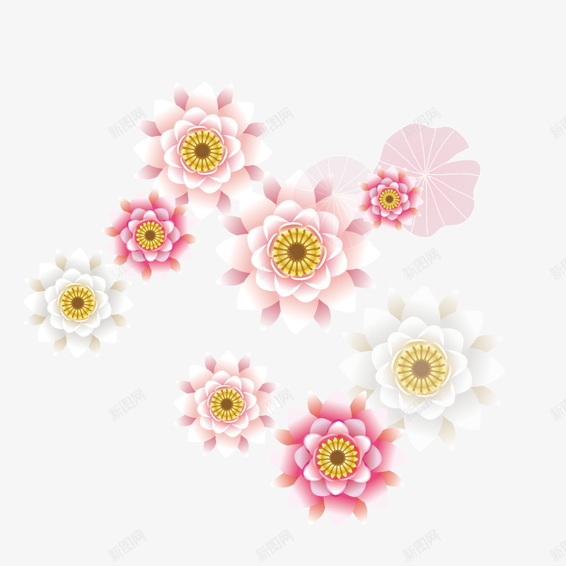 绽放的睡莲png免抠素材_新图网 https://ixintu.com 睡莲 绽放 花朵