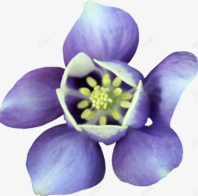 优雅紫色花朵png免抠素材_新图网 https://ixintu.com 优雅 素材 紫色 花朵
