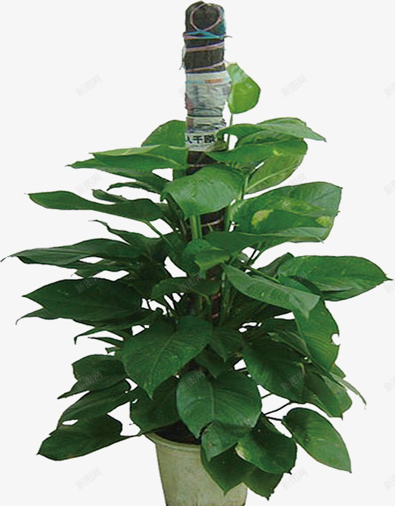 绿色树叶室内植物装饰png免抠素材_新图网 https://ixintu.com 室内 树叶 植物 绿色 装饰