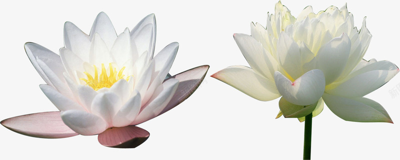 绽放的花png免抠素材_新图网 https://ixintu.com 绽放 花 花朵 花苞 花骨朵 荷花