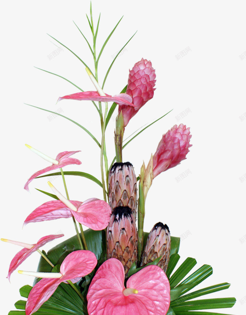 红色花朵绿色枝叶植物png免抠素材_新图网 https://ixintu.com 枝叶 植物 红色 绿色 花朵