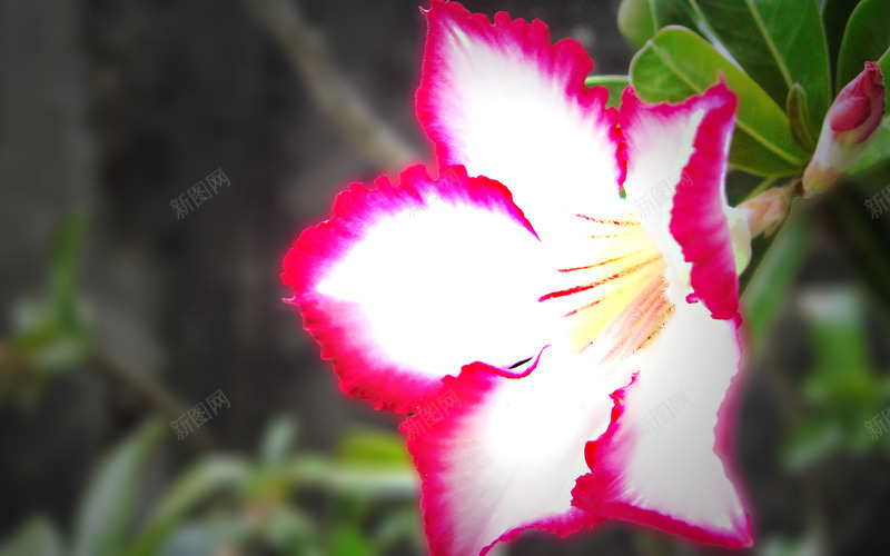 单个花朵红色png免抠素材_新图网 https://ixintu.com 免抠 红色 绿色 花朵