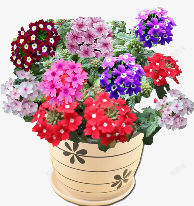 各色美女樱png免抠素材_新图网 https://ixintu.com 植物 美女樱 花卉 花盆