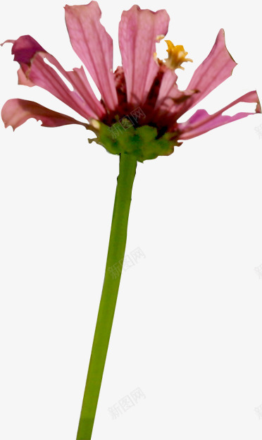 紫色春天花朵手绘风光png免抠素材_新图网 https://ixintu.com 春天 紫色 花朵 风光