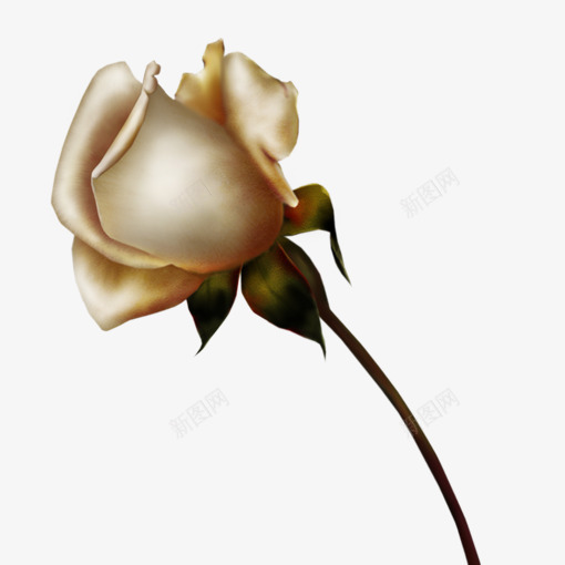 玫瑰花蕾png免抠素材_新图网 https://ixintu.com 植物 玫瑰花 玫瑰花蕾 粉红玫瑰 花卉 花朵 花束 鲜花