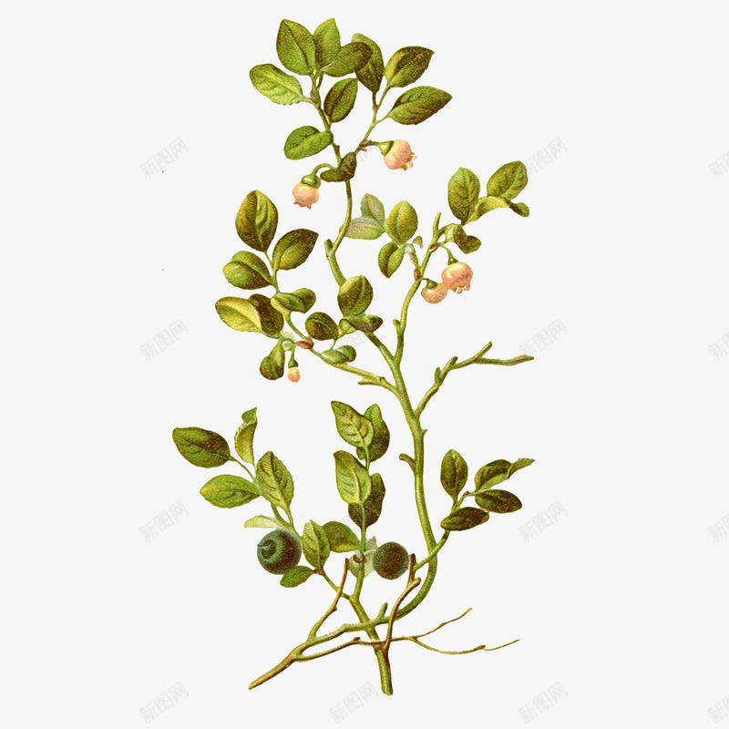 枝叶上的花朵png免抠素材_新图网 https://ixintu.com png图形 手绘 枝叶 树叶 植物 花朵 装饰