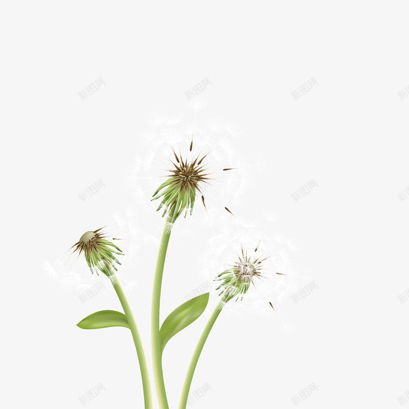 蒲公英矢量图ai免抠素材_新图网 https://ixintu.com PNG免抠图下载 枝叶 植物 花开 装饰 野花 矢量图