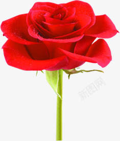 单只红色玫瑰花png免抠素材_新图网 https://ixintu.com 单只 玫瑰花 红色