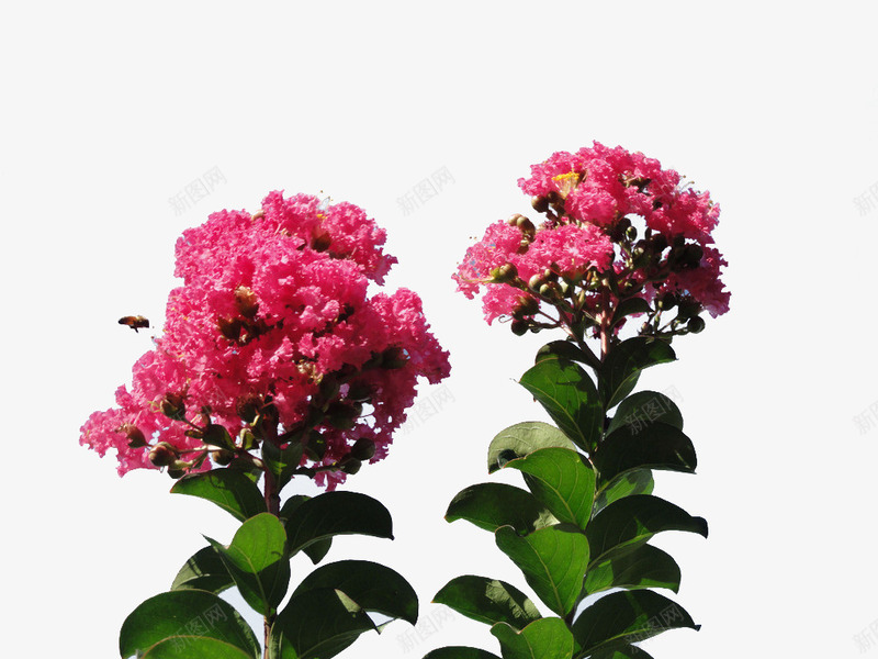 带叶紫薇花png免抠素材_新图网 https://ixintu.com PNG格式 紫薇 紫薇花 红色紫薇花 绿叶 蜜蜂