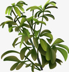 手绘绿色清新室内植物png免抠素材_新图网 https://ixintu.com 室内 植物 清新 绿色