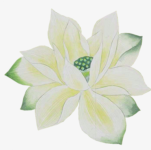 手绘白色绽放荷花png免抠素材_新图网 https://ixintu.com 白色 绽放 荷花