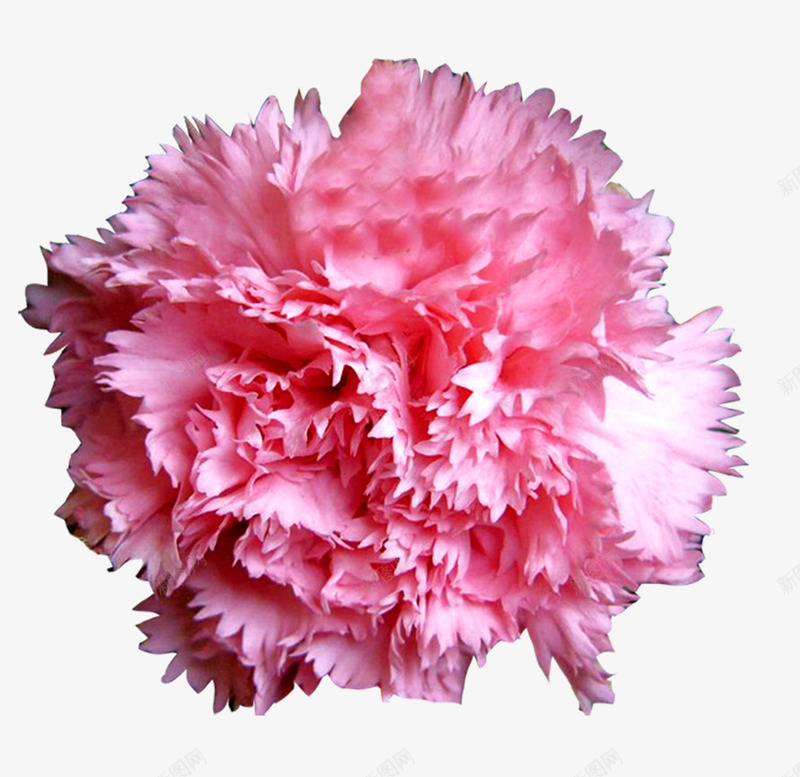 鲜花粉色康乃馨花球png免抠素材_新图网 https://ixintu.com 康乃馨 植物 母亲节 粉色 粉色花球 花卉 花朵 花球 鲜花