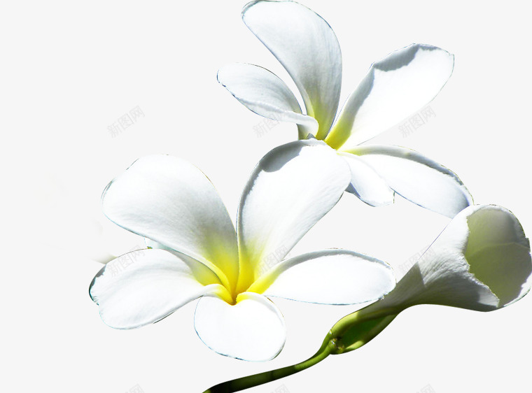 白色简约手绘花朵风光png免抠素材_新图网 https://ixintu.com 白色 简约 花朵 风光