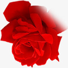 玫瑰红色七夕情人节png免抠素材_新图网 https://ixintu.com 七夕 情人节 玫瑰 红色