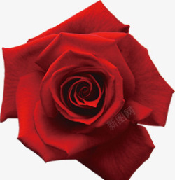 红色玫瑰花朵植物情人节素材