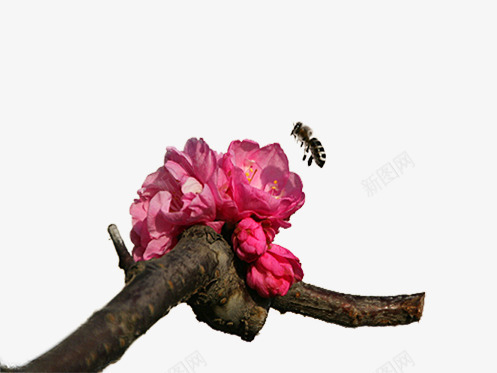 枝头的蜜蜂片png免抠素材_新图网 https://ixintu.com 勤劳的蜜蜂png图片 桃花素材 背景图片漂亮的花朵 装饰图片粉色的花