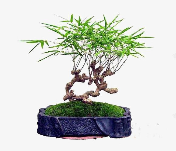 装饰艺术盆景png免抠素材_新图网 https://ixintu.com 凤尾竹 叶子 植物 花盆