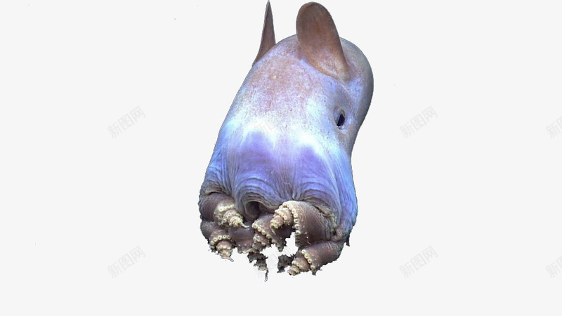 可爱小飞象章鱼png免抠素材_新图网 https://ixintu.com 可爱 海洋生物 渐变 章鱼