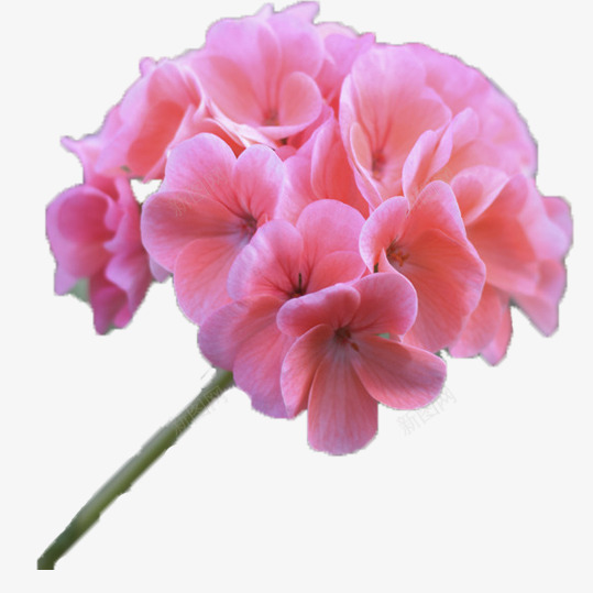 单枝粉色绣球花png免抠素材_新图网 https://ixintu.com 可爱 团团簇簇 娇艳欲滴 热情优雅 粉色 红色绣球花 绣球花