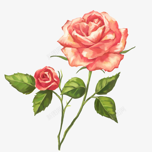 手绘红色玫瑰花朵和绿叶植物png免抠素材_新图网 https://ixintu.com 手绘 玫瑰 百色花 红色 绿叶