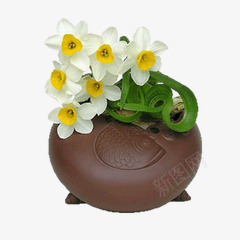 棕色花盆中的白色小花png免抠素材_新图网 https://ixintu.com 棕色 白色 花盆