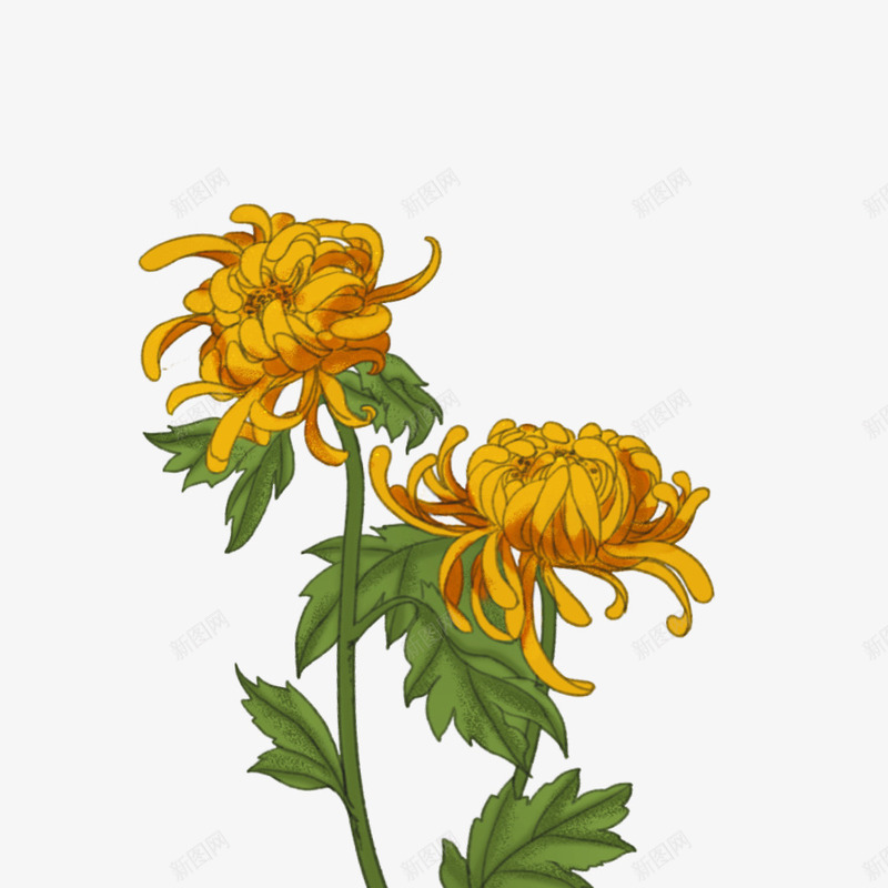 重阳佳节的菊花png免抠素材_新图网 https://ixintu.com 手绘 菊花 重阳 金黄