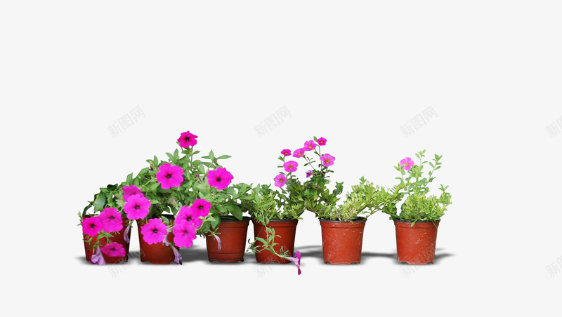 实物小花花盆png免抠素材_新图网 https://ixintu.com 实物 清新 粉花 花盆