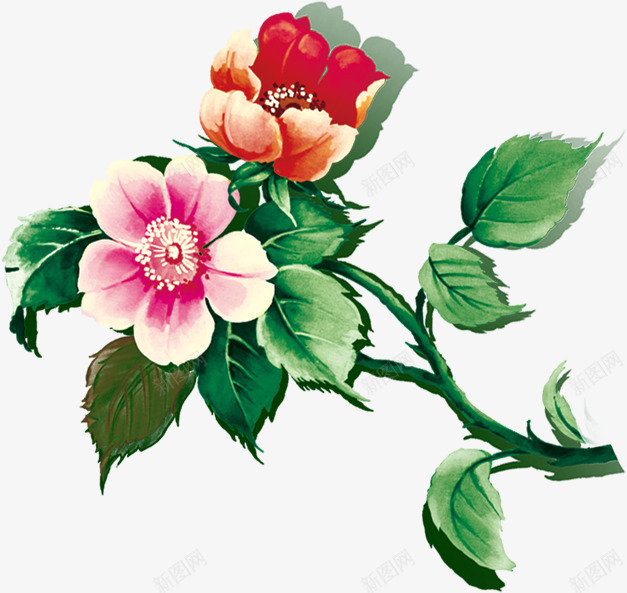 玫瑰png免抠素材_新图网 https://ixintu.com 带刺的红玫瑰 植物 火热 热情 玫瑰花png 玫瑰花带刺浪漫 玫绿叶 红玫瑰 红色玫瑰花 花朵