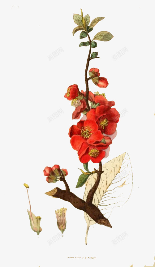 一支手绘红色玫瑰png免抠素材_新图网 https://ixintu.com 手绘 植物 玫瑰 红色
