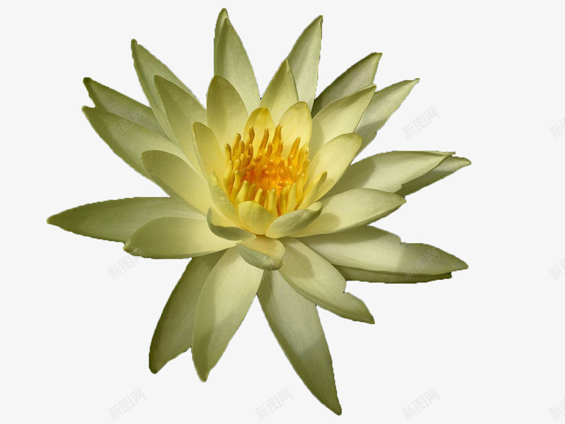 睡美人png免抠素材_新图网 https://ixintu.com 植物 真实 睡莲 素材