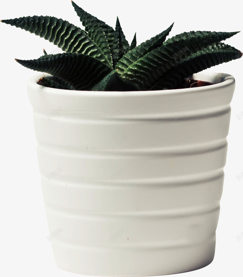 春天绿色花盆绿植png免抠素材_新图网 https://ixintu.com 春天 绿植 绿色 花盆