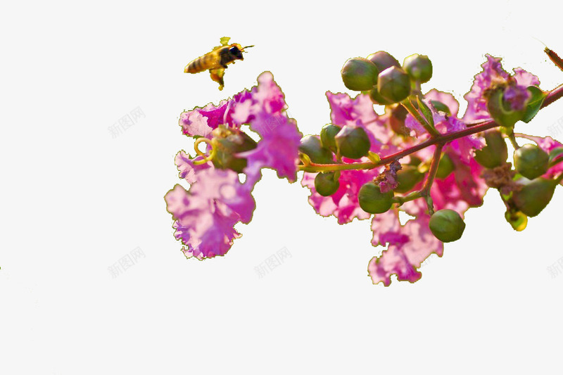 紫薇花飘香png免抠素材_新图网 https://ixintu.com PNG格式 紫红色花瓣 紫薇 紫薇花 花苞 蜜蜂