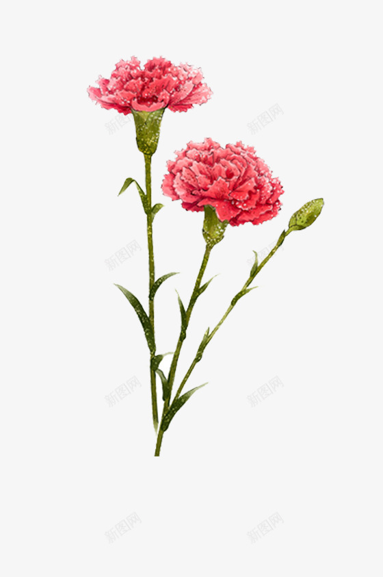 母亲节插图手绘彩铅精细素描粉色png免抠素材_新图网 https://ixintu.com 康乃馨 彩铅 手绘 母亲节插图 母亲节插图手绘彩铅精细素描粉色康乃馨花朵免费下载 粉色 精细素描 花朵