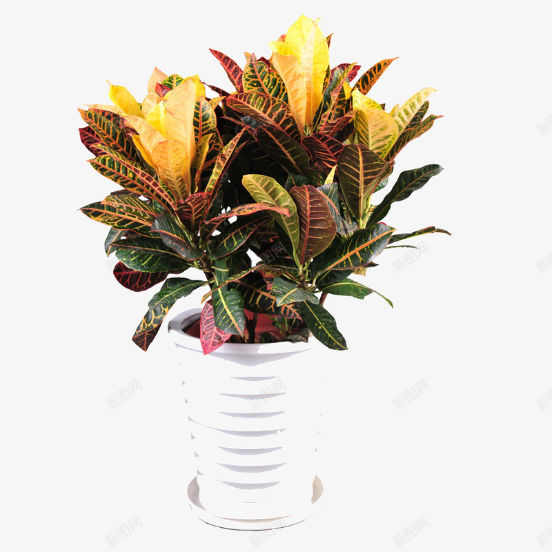 一盆绿植png免抠素材_新图网 https://ixintu.com 枯萎 树叶 白色花盆 花盆