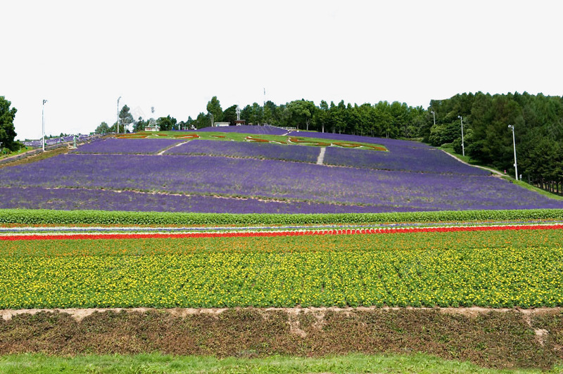町营薰衣草园png免抠素材_新图网 https://ixintu.com 世界各地 世界风景 北海道 名胜古迹 外国风景 富良野 摄影 摄影图片 旅游摄影 旅游风光 町营薰衣草园 高清 高清图片